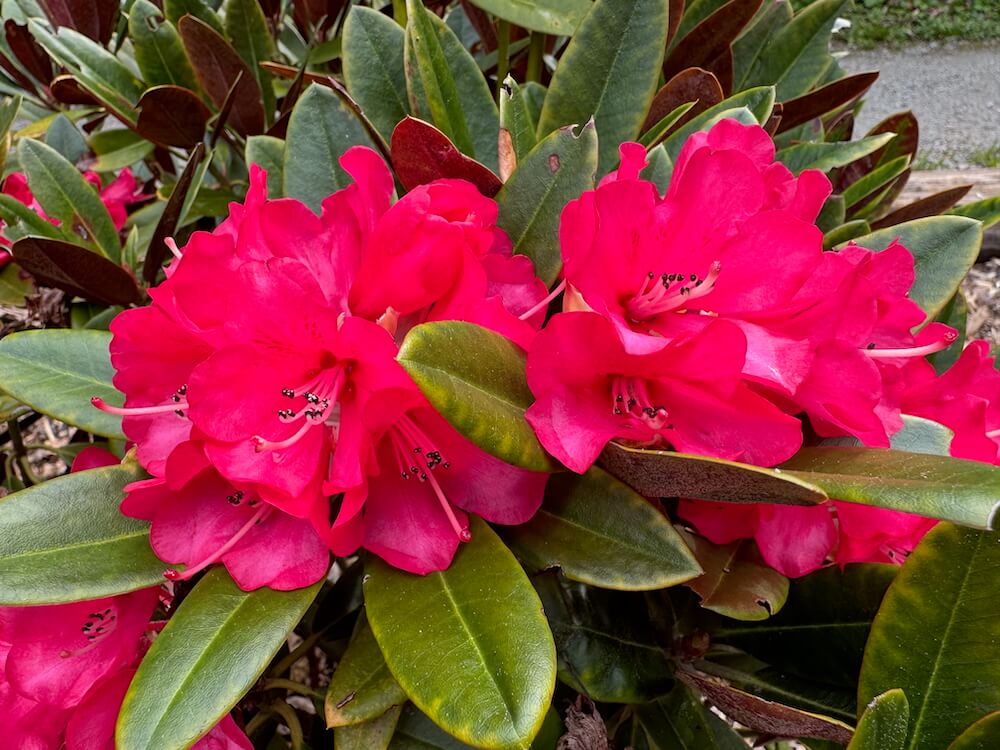 Rhododendron 'Cherries and Merlot'