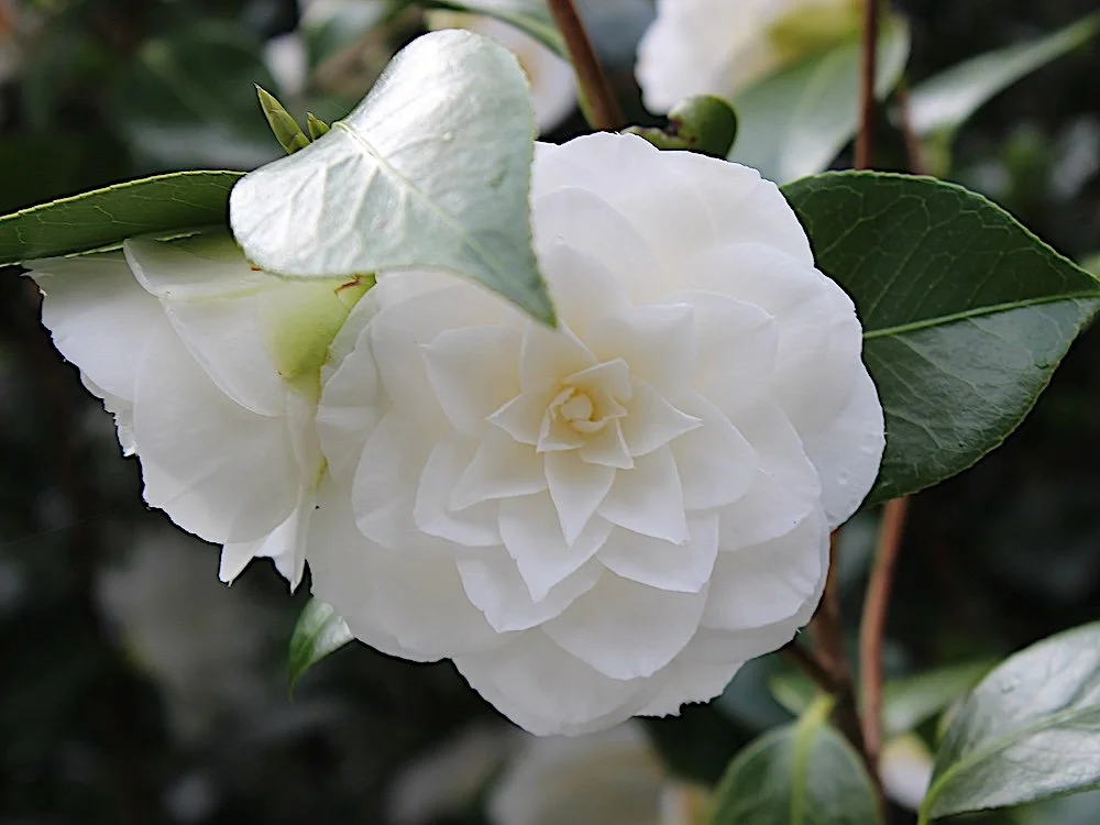 Camellia japonica 'Matterhorn'