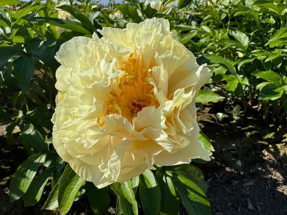PEONIES AT GLENCOE FARMS