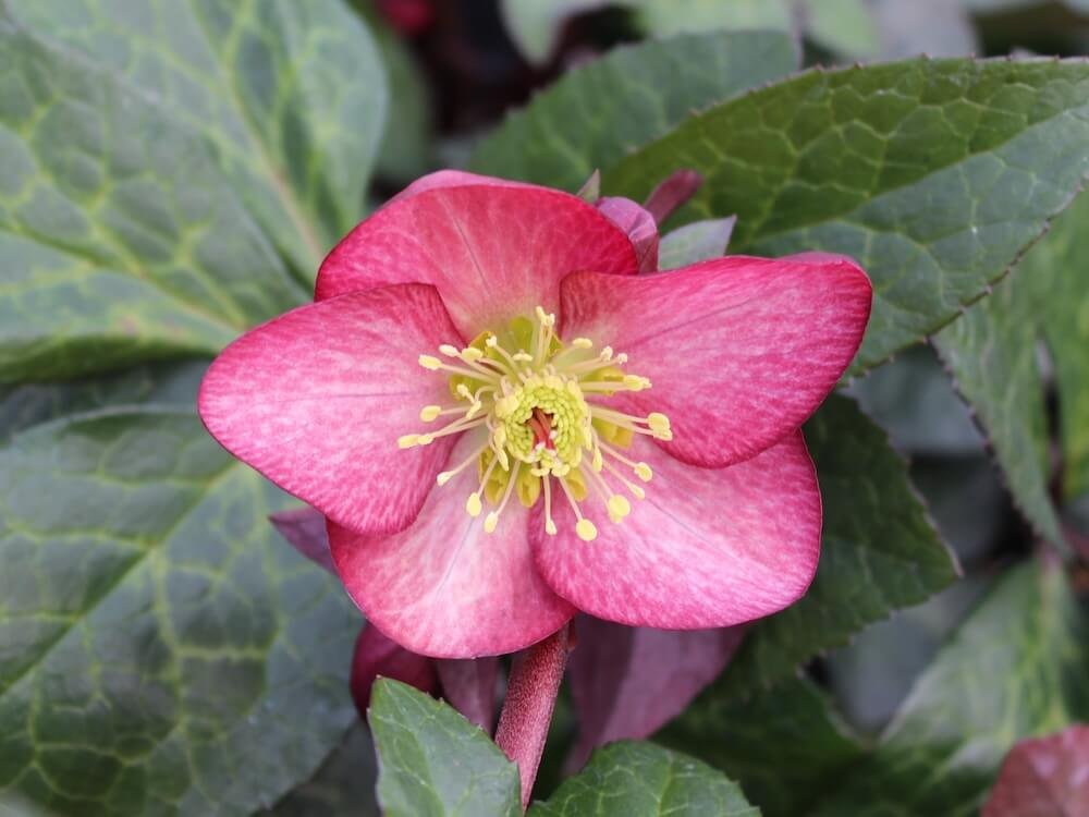 Helleborus x glandorfensis HGC 'Ice N' Roses Mary Marble'