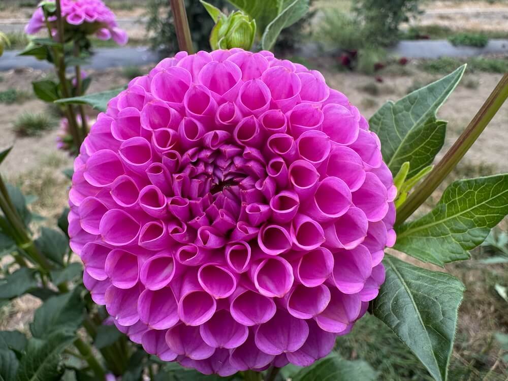 Dahlia 'Isabel'