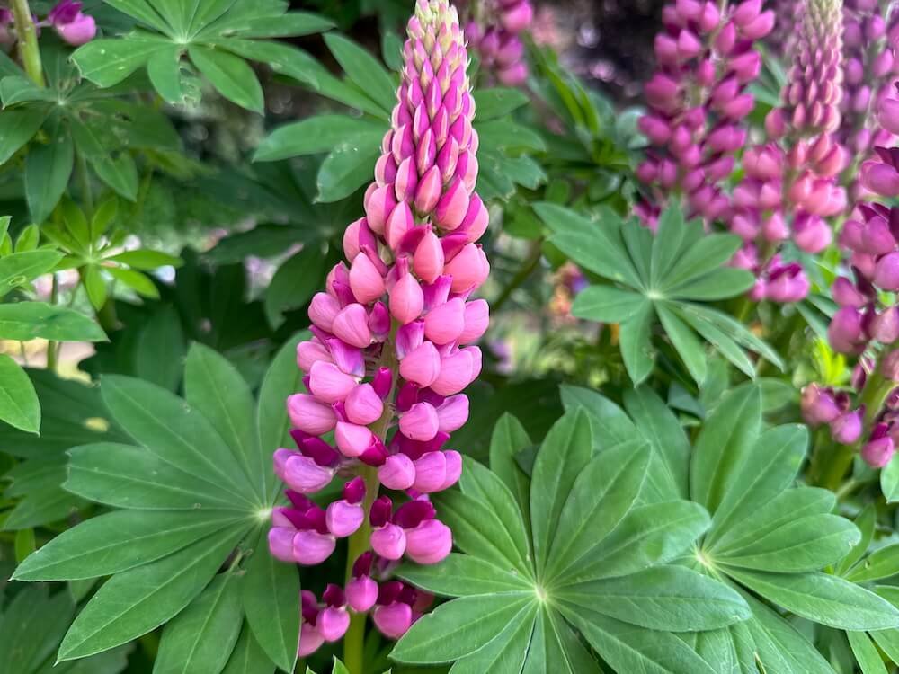 Lupinus hartwegii 'Legendary Rose Shades'