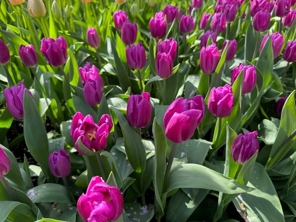 Tulipa 'Saigon'