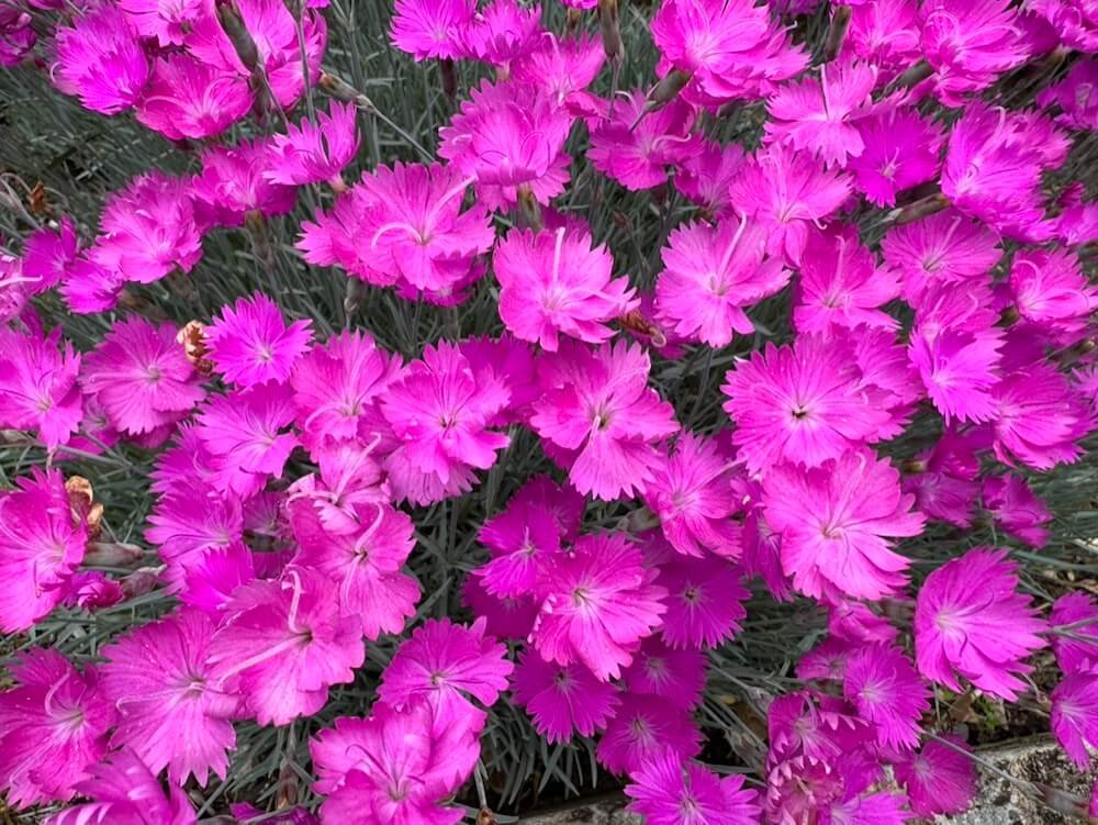 Dianthus gratianopolitanus ‘Firewitch’