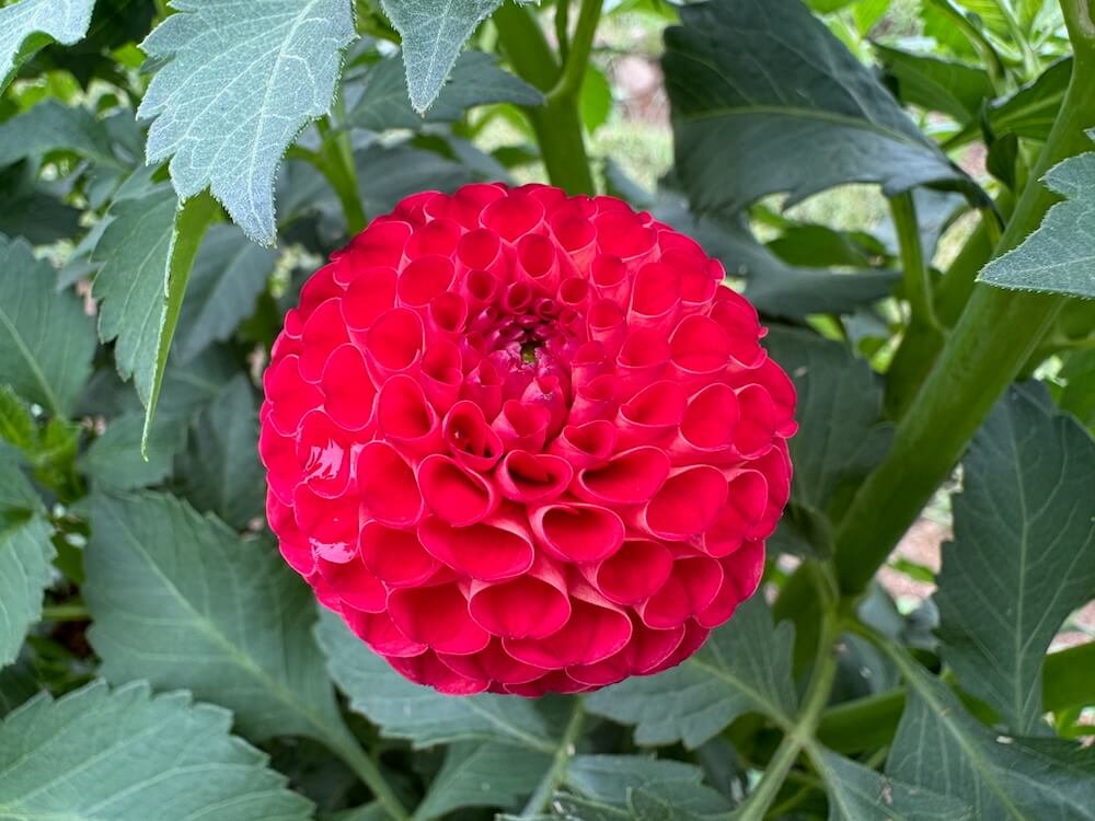 Dahlia 'Irish Glow'