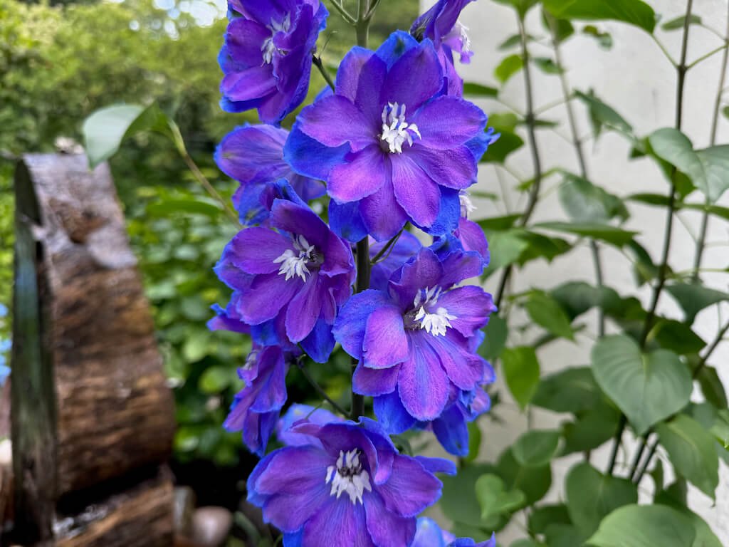 Delphinium elatum 'Guardian Blue'