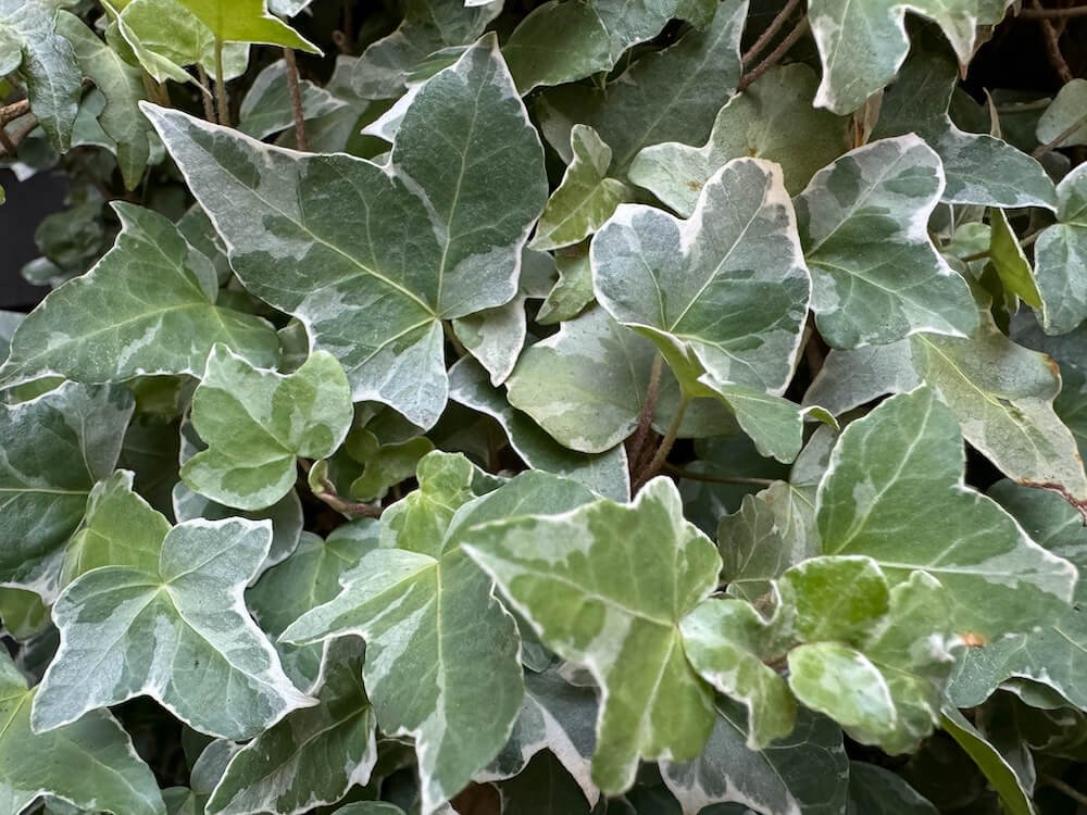 Hedera helix 'Glacier’