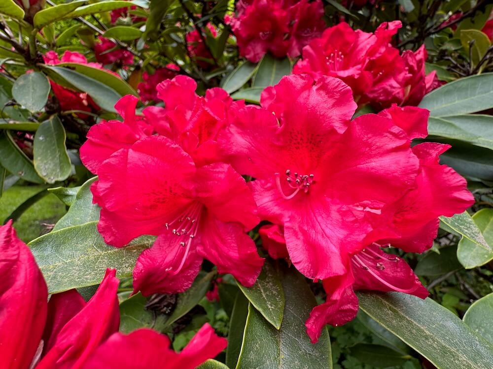 Rhododendron 'The Honourable Jean Marie de Montague'