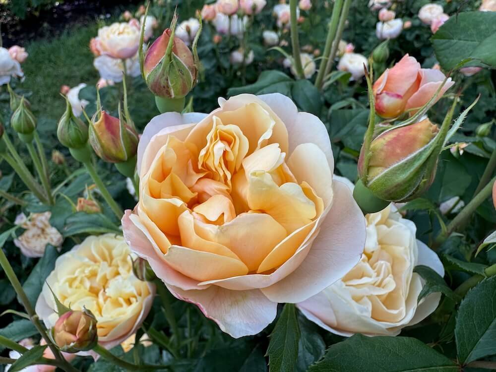 Rosa 'Roald Dahl'