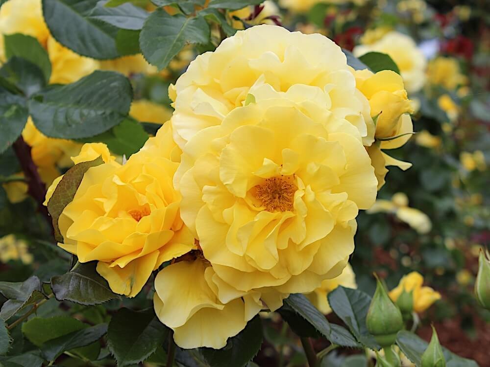 Rosa 'Sparkle & Shine'
