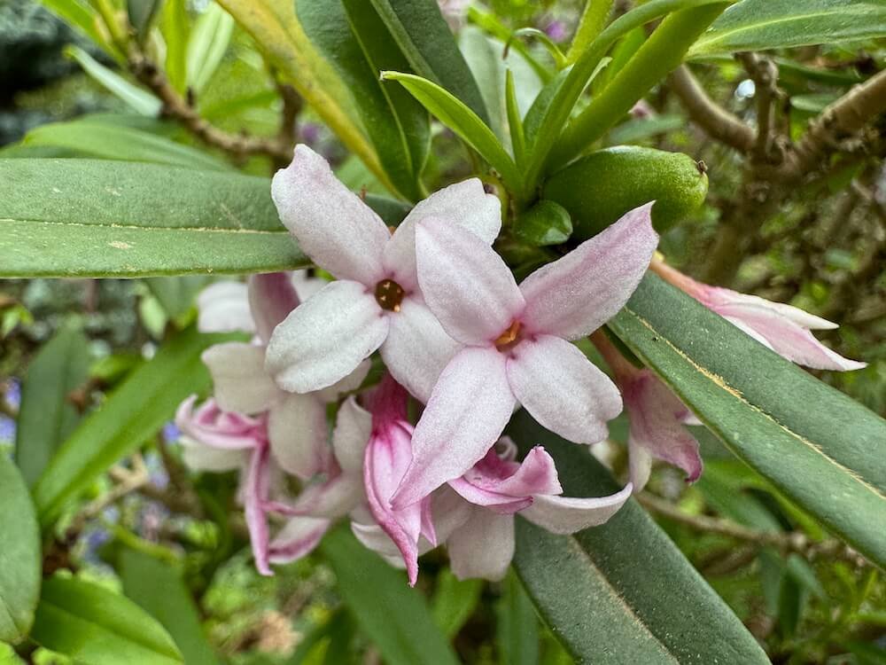 Daphne wolongensis