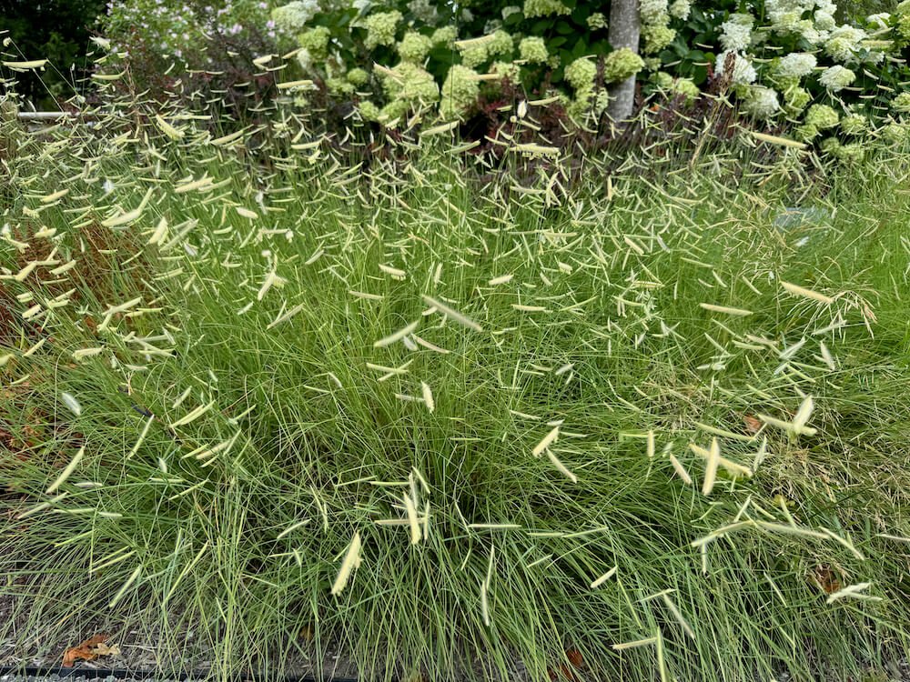 Bouteloua gracilis 'Blonde Ambition'