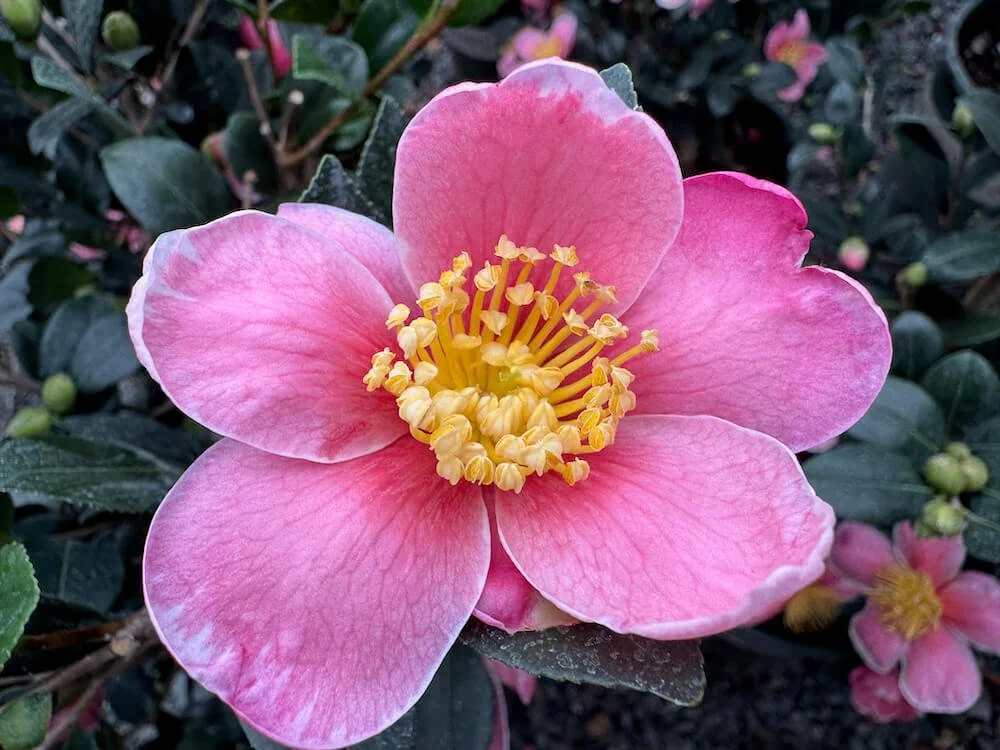 Camellia sasanqua 'Mondel'