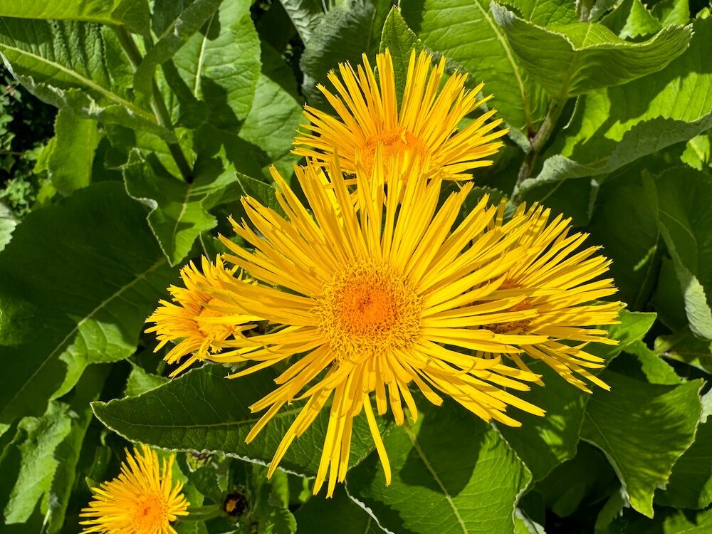 Inula helenium