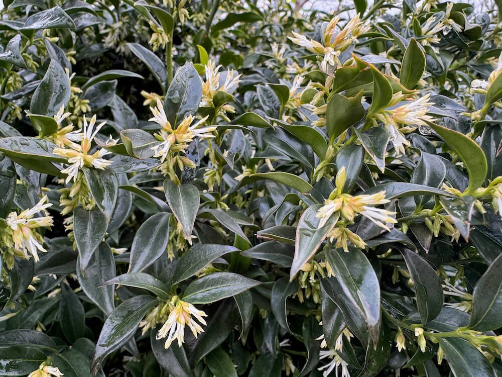 SWEET BOX (Sarcococca)