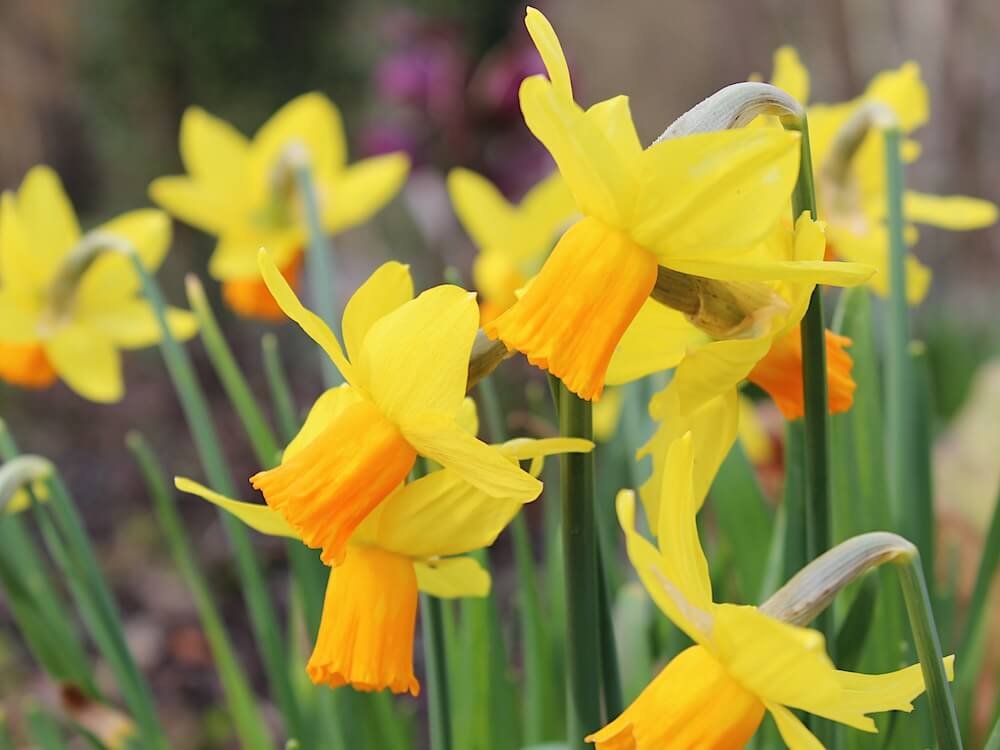 Narcissus 'Jetfire'