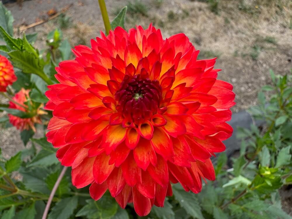 Dahlia 'Mardy Gras'