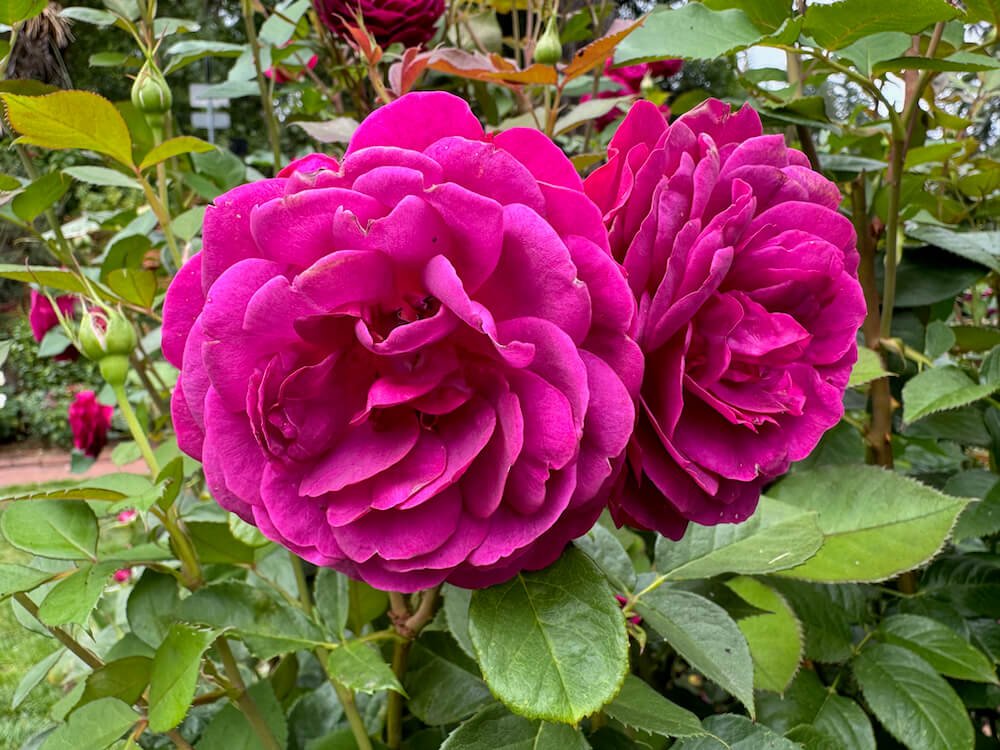 Rosa 'Celestial Night'