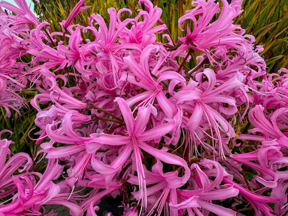 Nerine bowdenii ‘Pink Triumph’