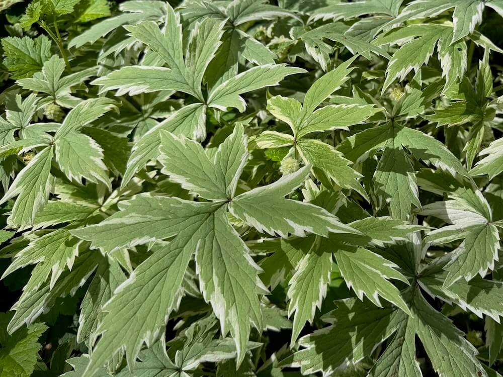 Hydrophyllum tenuipes 'EP Variegated'