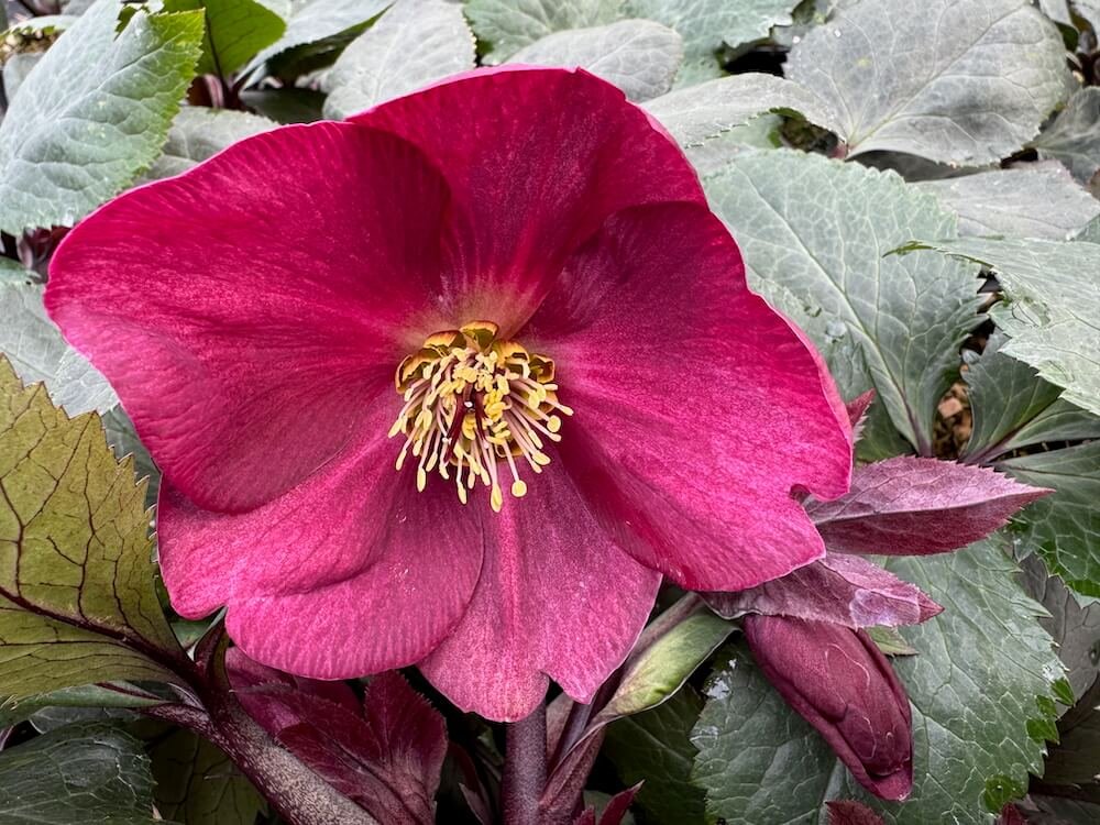 Helleborus x hybridus 'Scarletta'