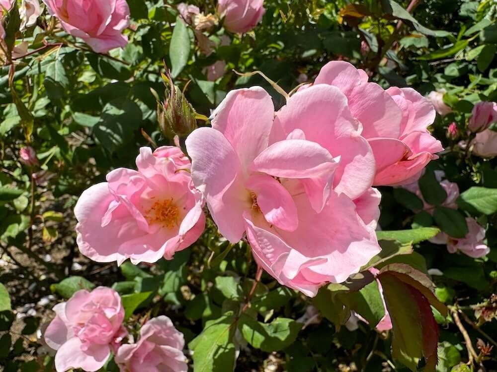 Rosa 'Radyod'