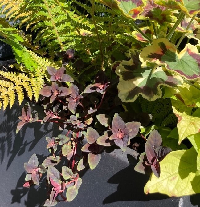 Lysimachia congestiflora ‘Persian Chocolate’