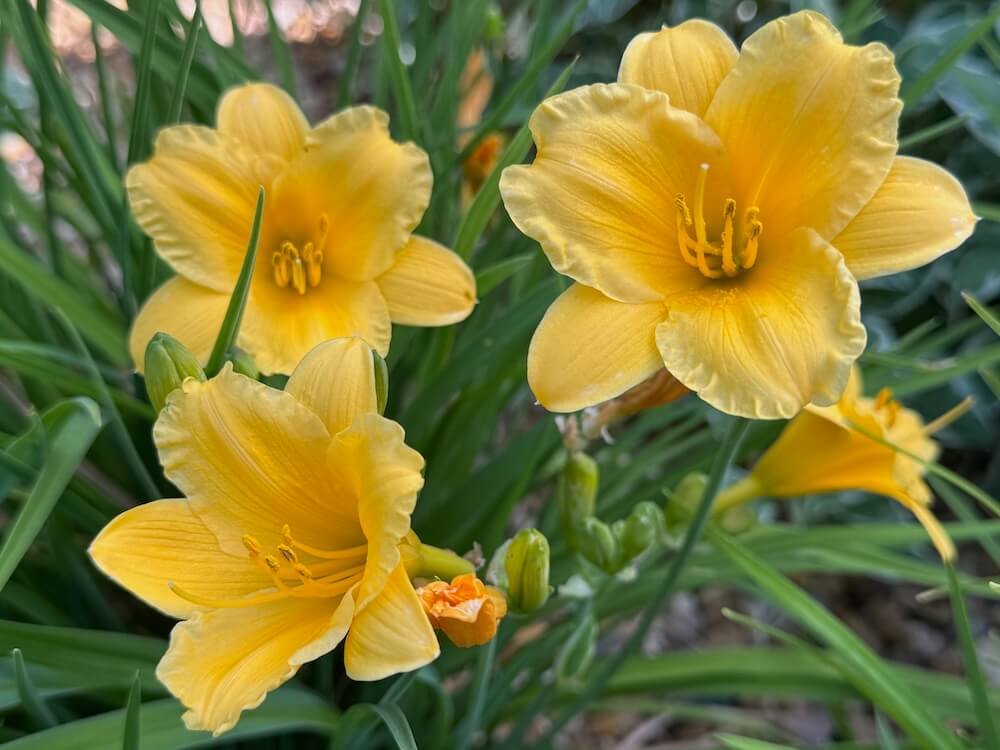 Hemerocallis 'Stella D'Oro'