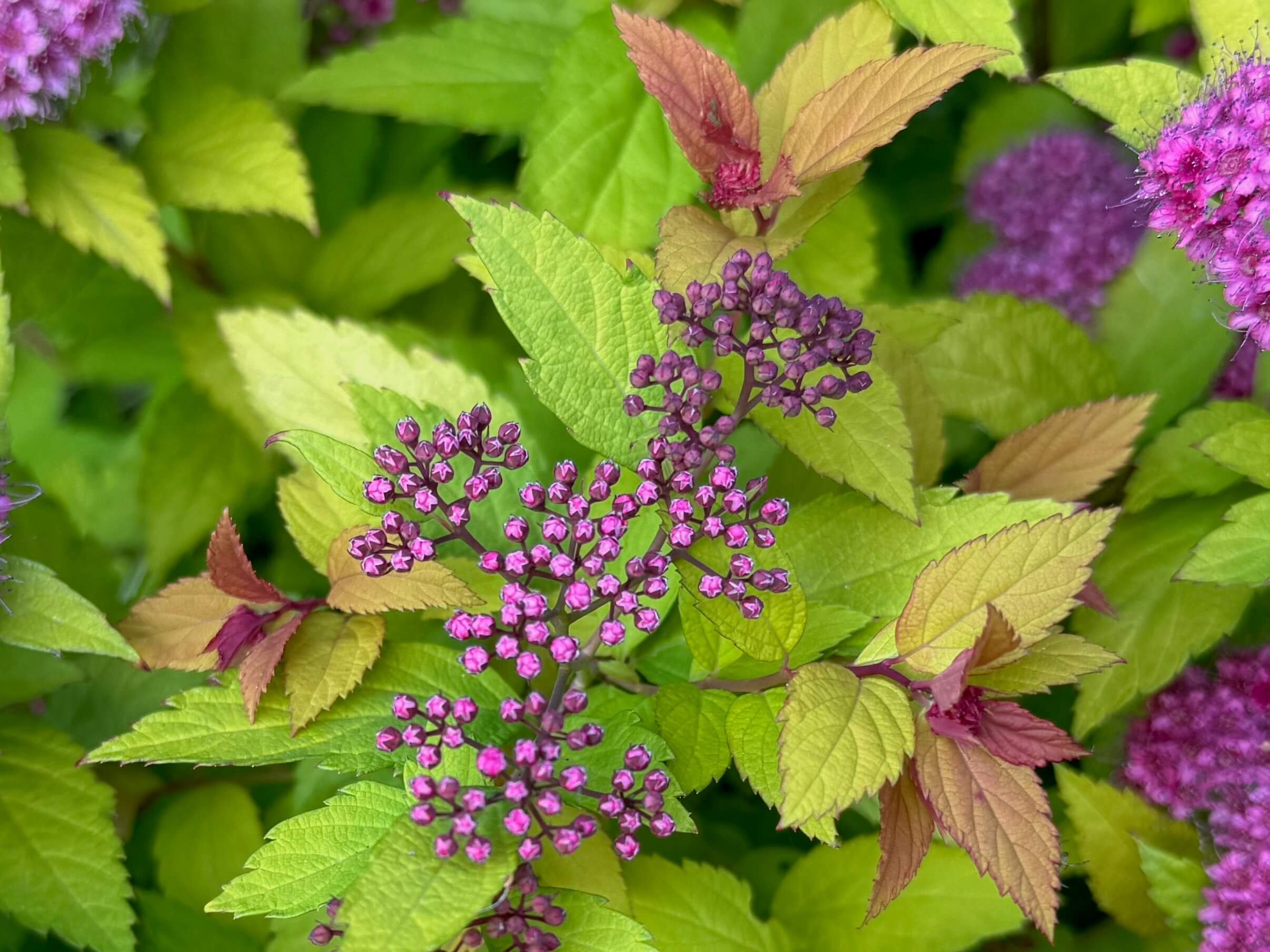 Spiraea japonica 'Goldflame'