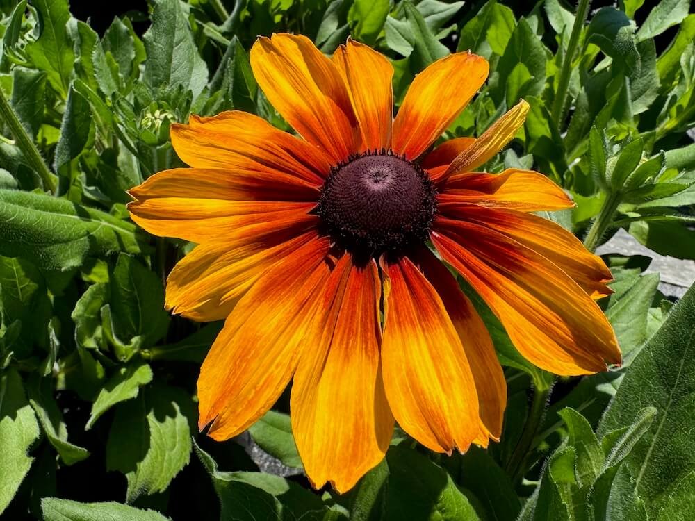 Rudbeckia hirta Sunbeckia 'Luna'
