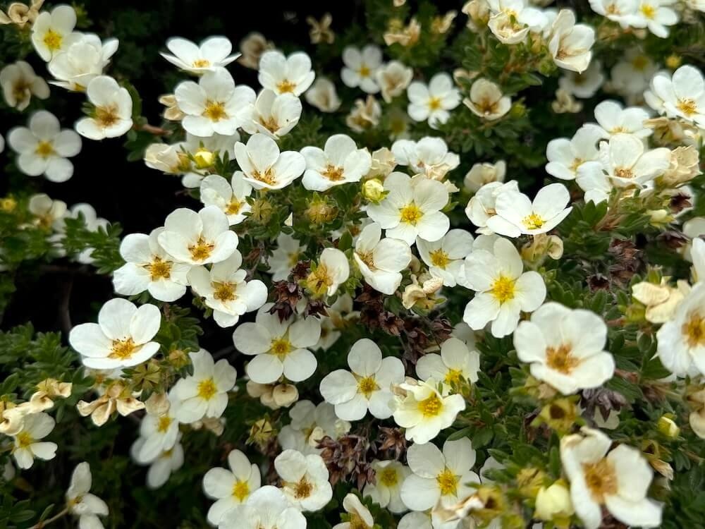 Potentilla fruticosa 'Monsidh'