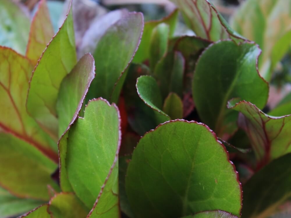 BERGENIA