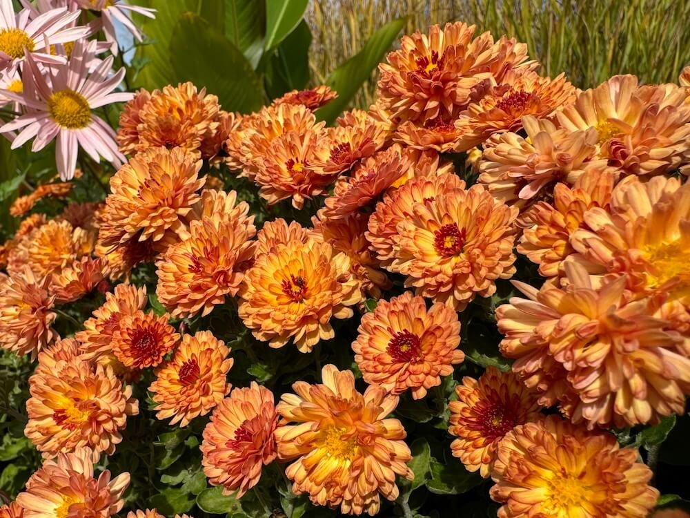 Dendranthema 'Warm Igloo'