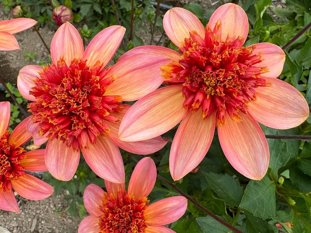 Dahlia 'Totally Tangerine'
