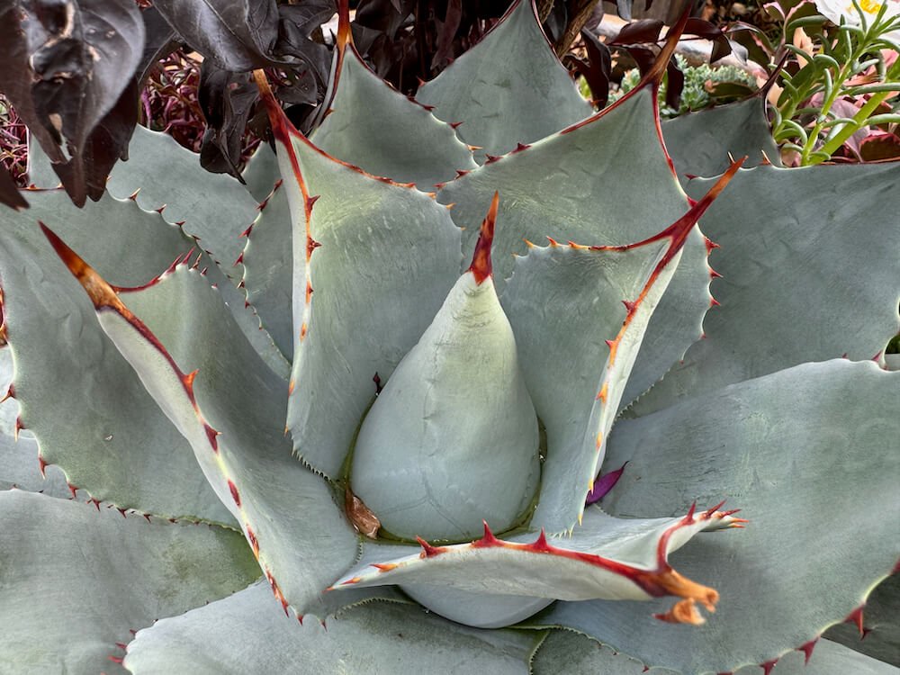 Agave parryi var. parryi ssp. Huachucensis