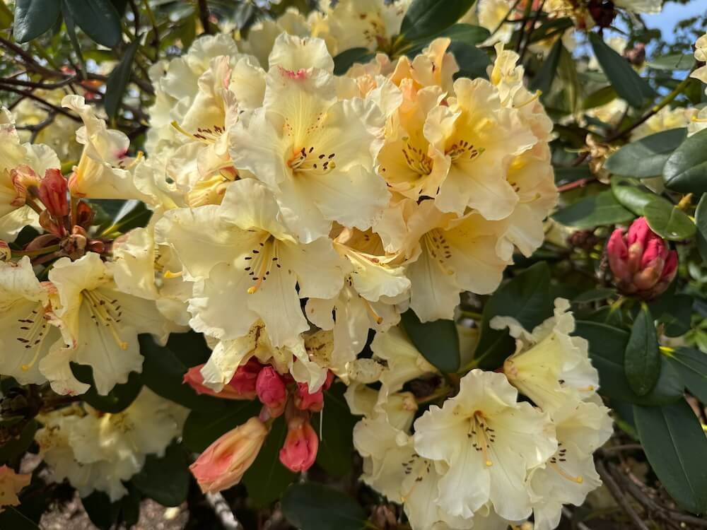 Rhododendron 'Evening Glow'