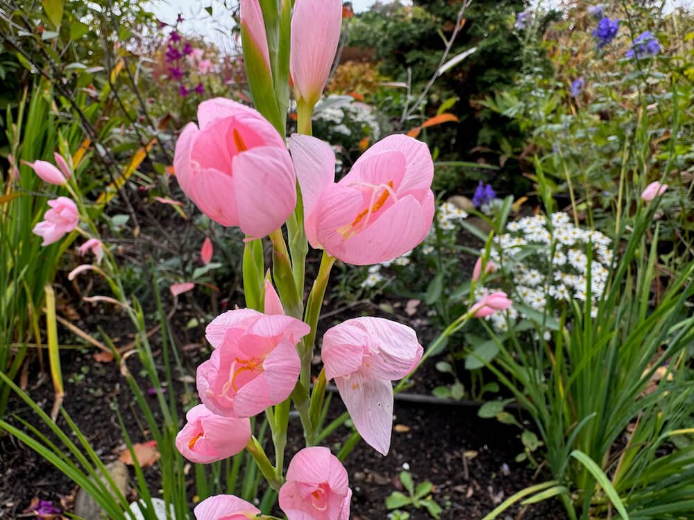 Hesperantha coccinea