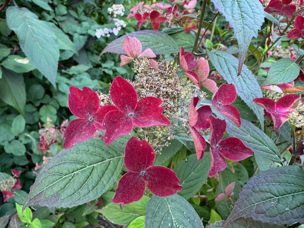 Hydrangea serrata 'Beni Gaku'