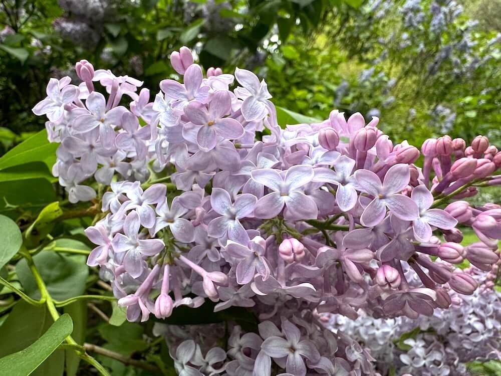 Syringa vulgaris ‘Firmament’