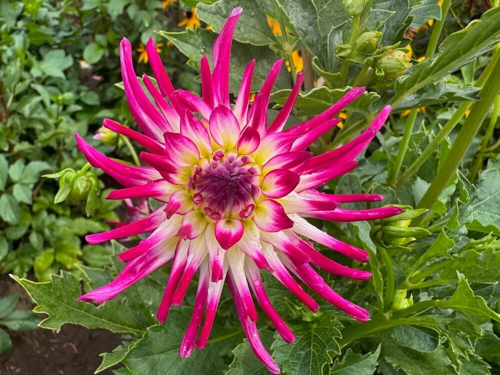Dahlia 'Tanjoh'