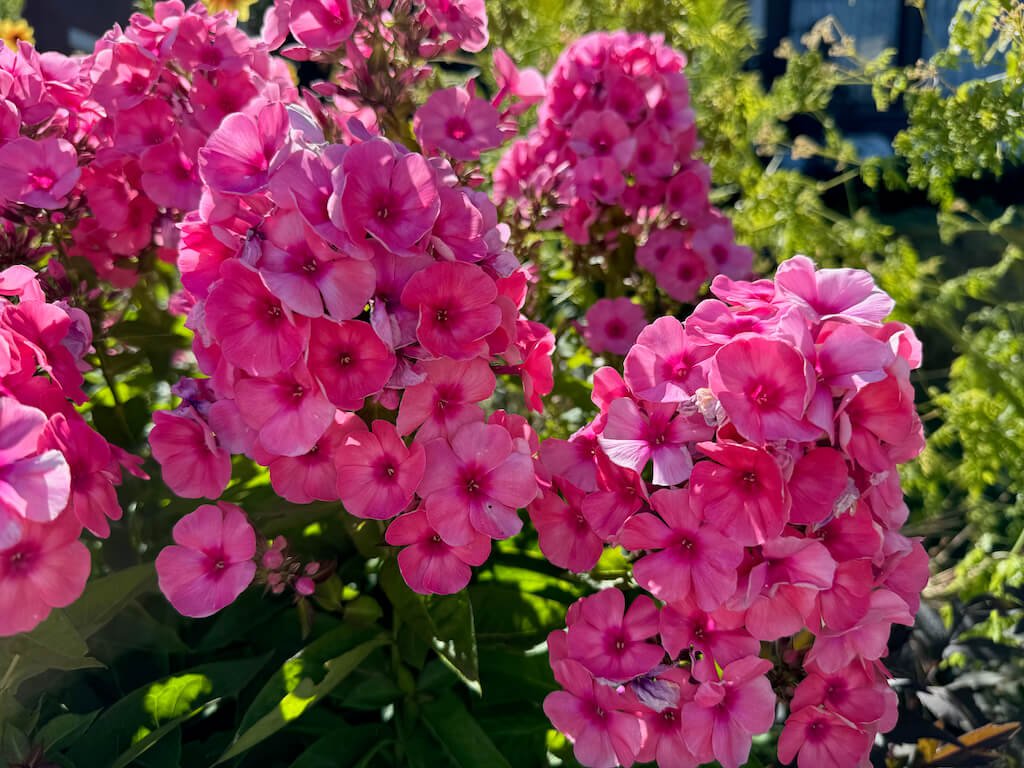 Phlox paniculata 'Ditomdre'