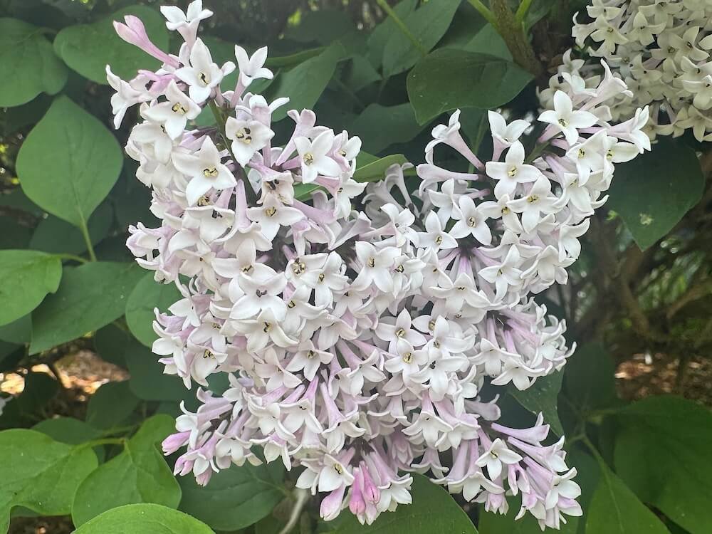 Syringa 'SMSDTL'