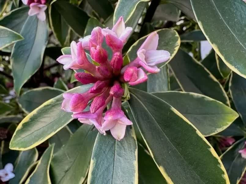 Daphne odora ‘Aueromarginata’