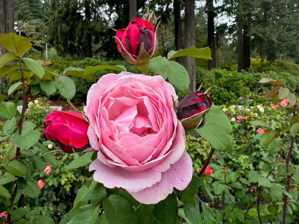 Rosa 'Cathedral Bells'