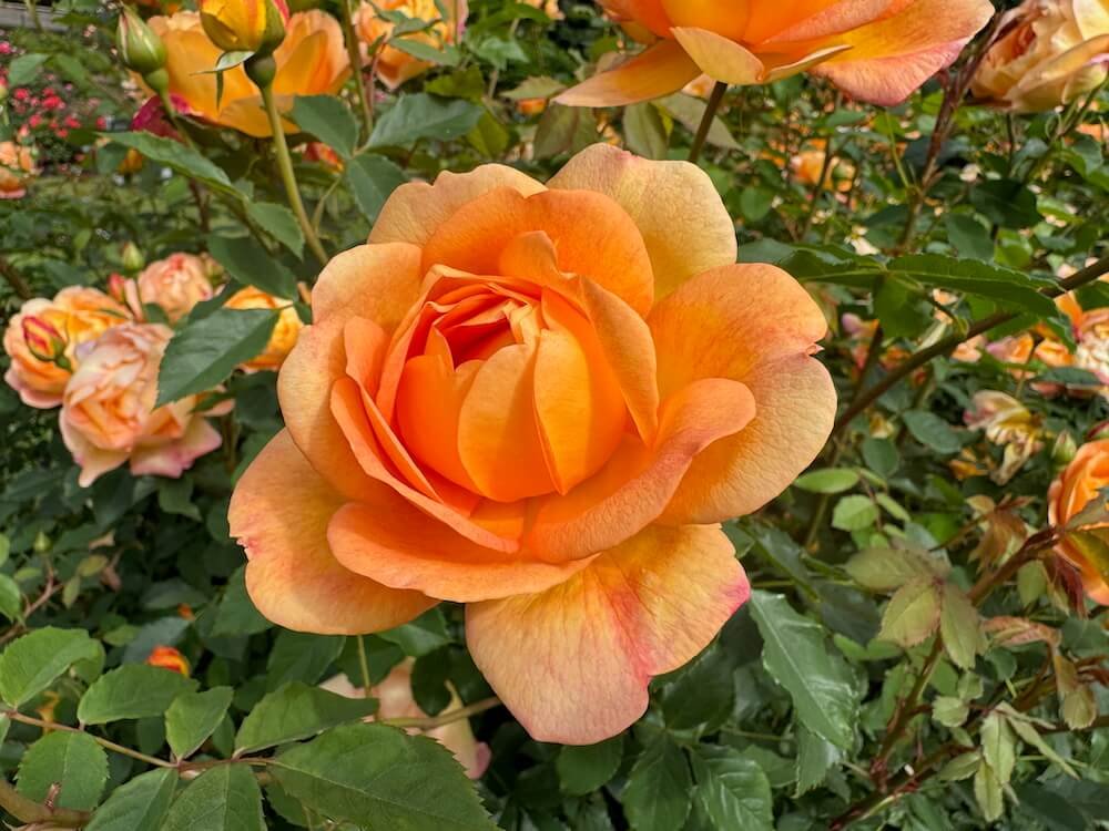 Rosa 'Lady of Shalott'