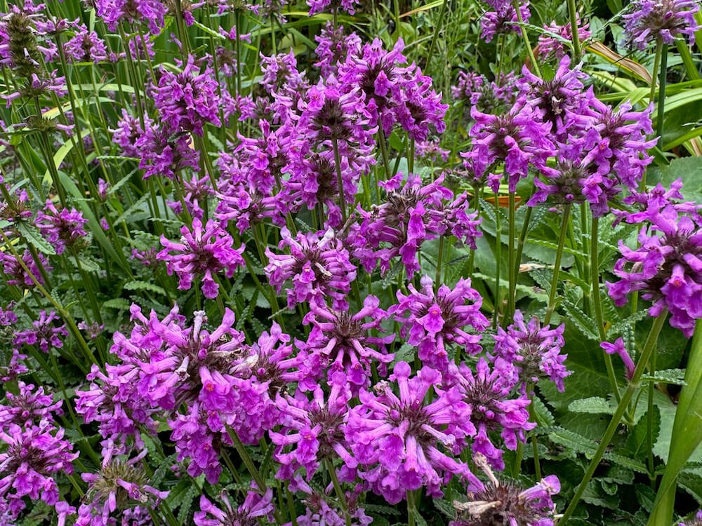 Stachys officinalis