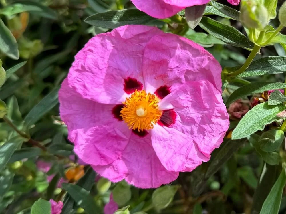 Sun Loving Shrubs