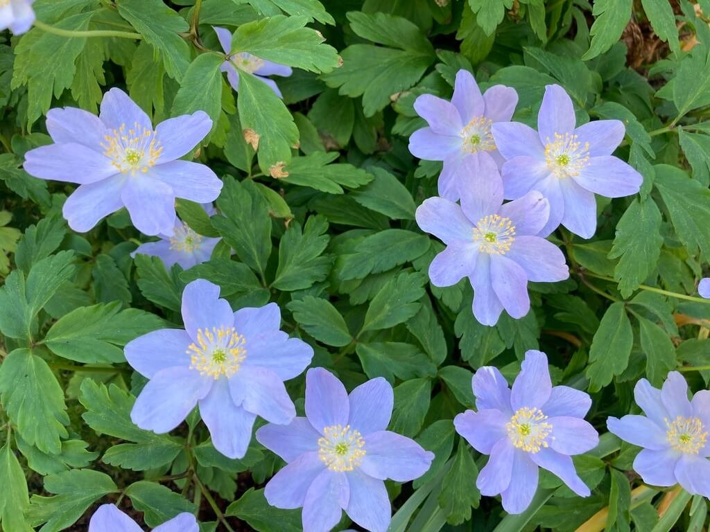 Anemone nemorosa ‘Robinsoniana’