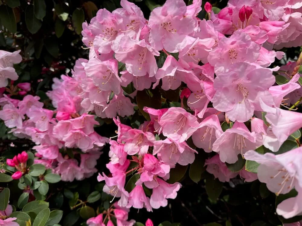 Rhododendron 'Bow Bells'