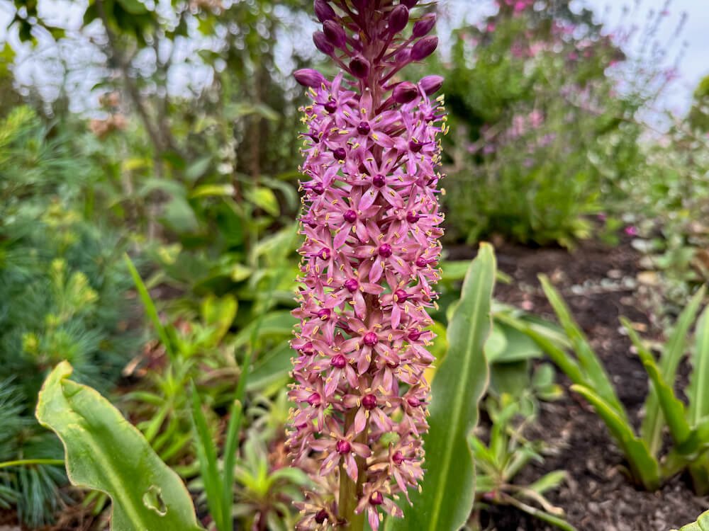 Eucomis 'Rhode Island Red'